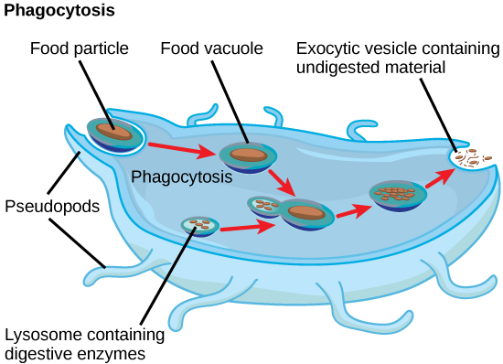 What is the Difference Between Endosome and Lysosome