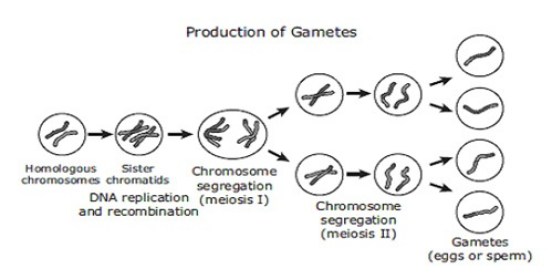 What is the Difference Between Gamete and Gametophyte