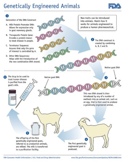 What is the Difference Between Genetic Engineering and Genetic Modification_Figure 1