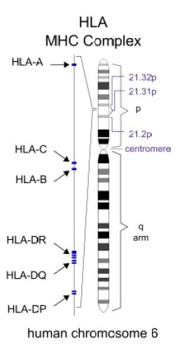 What is the Difference Between HLA and MHC
