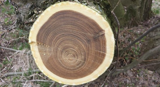 What is the Difference Between Heartwood and Sapwood