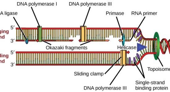 What is the Difference Between Helicase and Topoisomerase_Figure 1