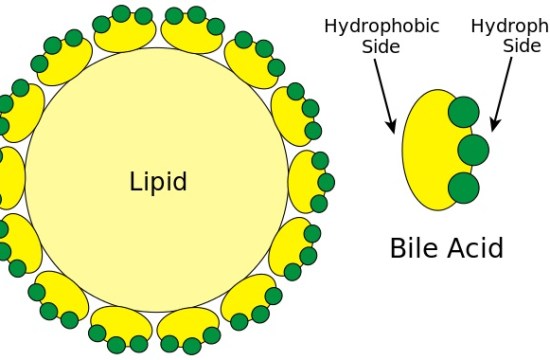What is the Difference Between Hepatic Bile and Gallbladder Bile