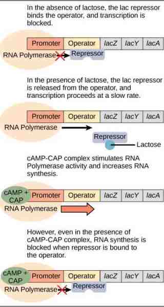 What is the Difference Between Inducible and Repressible Operons