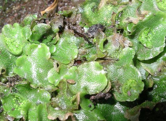 What is the Difference Between Liverworts and Hornworts_Fig 01