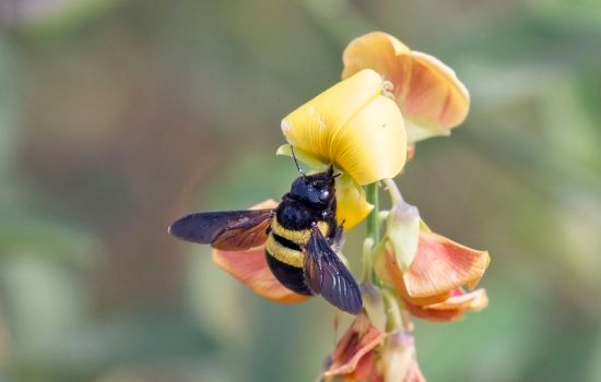 What is the Difference Between Male and Female Carpenter Bees_Figure 2