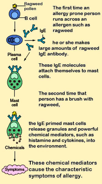 What is the Difference Between Mast Cell and Basophil