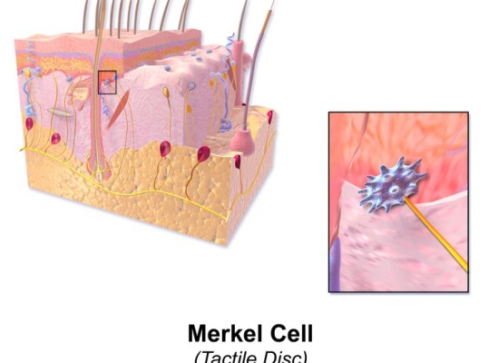 What is the Difference Between Merkel Cells and Meissner Corpuscles