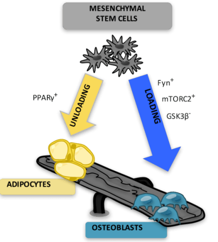 What is the Difference Between Mesenchymal and Hematopoietic Stem Cells