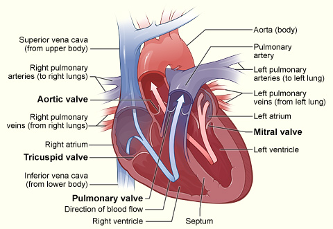 Main Difference - Mitral Valve and Aortic Valve