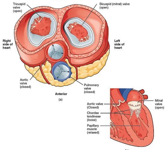 What is the Difference Between Mitral Valve and Aortic Valve