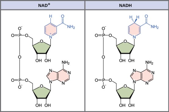 What is the Difference Between NAD+ and NADP+