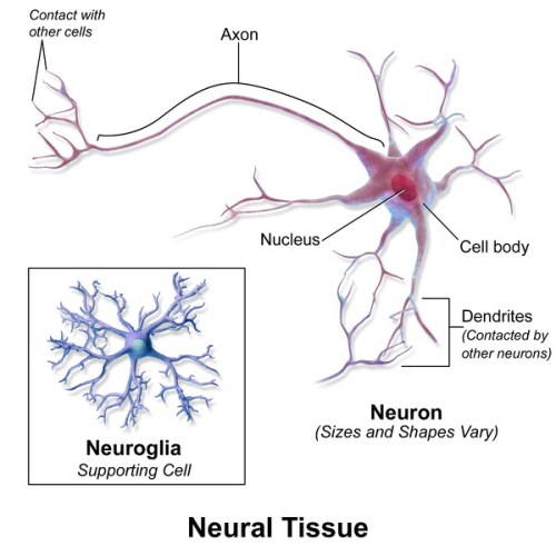 What is the Difference Between Nervous Tissue and Nervous System