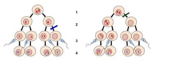 What is the Difference Between Nondisjunction and Translocation Mutations