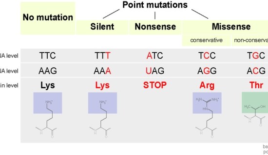 Main Difference - Nonsense and Missense Mutation