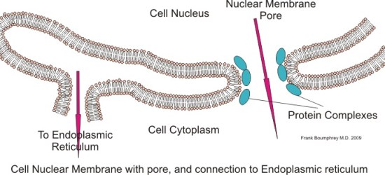 What is the Difference Between Nuclear Membrane and Nuclear Envelope