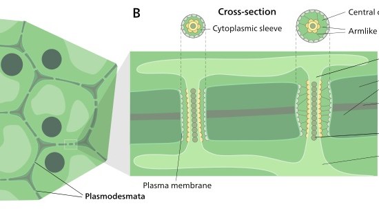 What is the Difference Between Plasmodesmata and Desmotubule