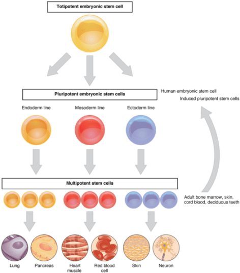 What is the Difference Between Pluripotent and Multipotent Stem Cells
