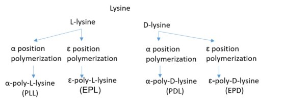 What is the Difference Between Poly D Lysine Poly L Lysine