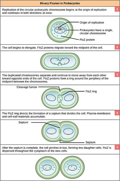 What is the Difference Between Prokaryotic and Eukaryotic Chromosomes_Figure 1