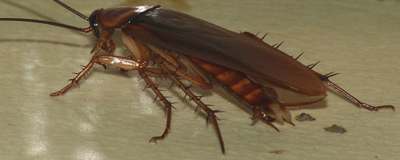 Roaches vs Cockroaches