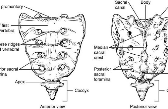 What is the Difference Between Sacrum and Coccyx