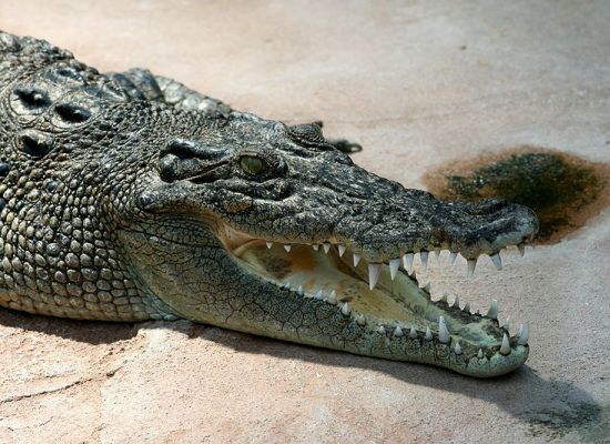 What is the Difference Between Saltwater and Freshwater Crocodiles