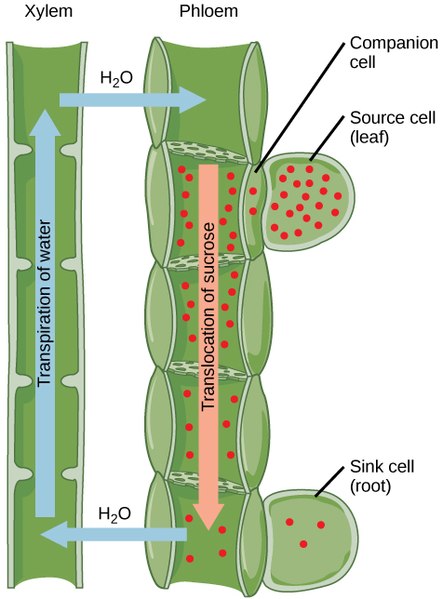 Sieve Tubes vs Companion Cells