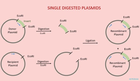 What is the Difference Between Single Digested Plasmid and Double Digested Plasmid