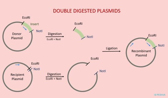 Main Difference - Single Digested Plasmid vs Double Digested Plasmid