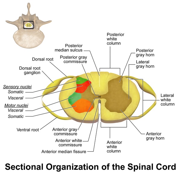 What is the Difference Between Spinal Cord and Vertebrae