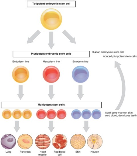 What is the Difference Between Stem Cells and Specialised Cells