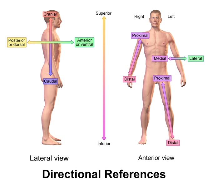 What is the Difference Between Superior and Inferior in Anatomy