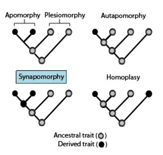 What is the Difference Between Synapomorphy and Symplesiomorphy