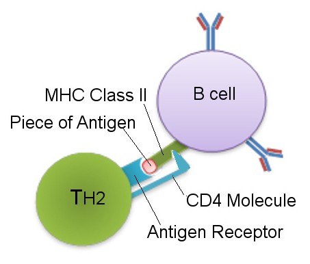 Main Difference - TH1 vs TH2 Helper Cells