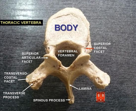 What is the Difference Between Thoracic and Lumbar Vertebrae