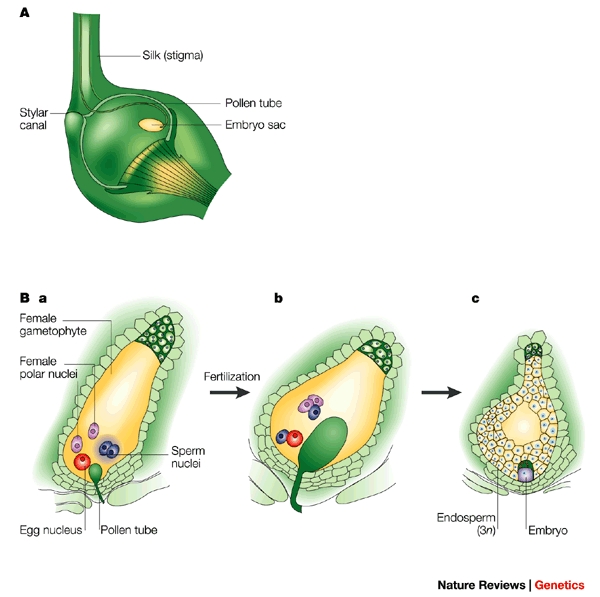 Vegetative vs Generative Cell