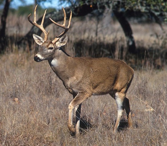 What is the Difference Between Whitetail and Mule Deer_Fig 01