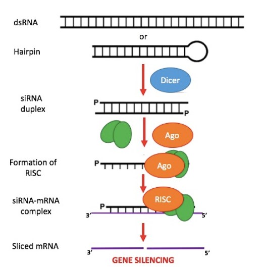 What is the Difference Between siRNA and shRNA
