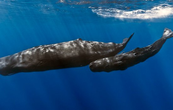 Why Whales are not Grouped in Fishes