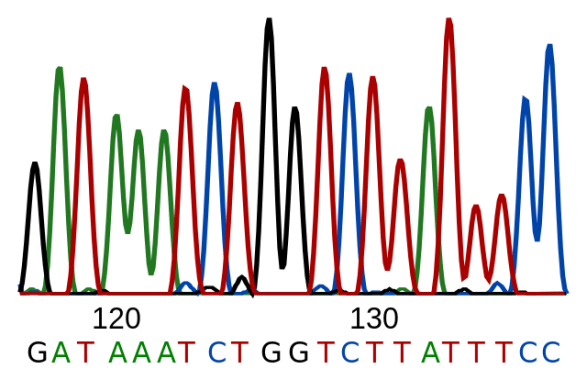 Why is PCR Used in the Process of DNA Sequencing